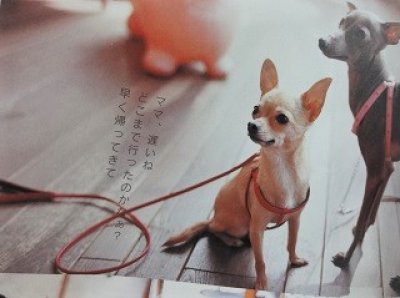 画像1: [プチフラワー・１] 胴輪（超小型犬〜小型犬用）