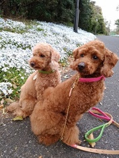 画像3:  [イタリアン] しつけのできる首輪・ リボン付 （小型犬用）