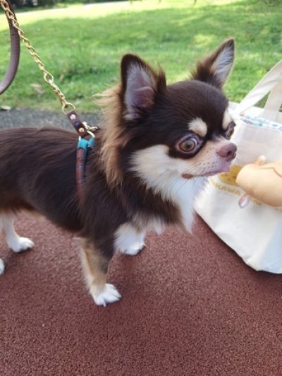 画像1: [ショコラ] ハーネス（超小型犬〜小型犬用）